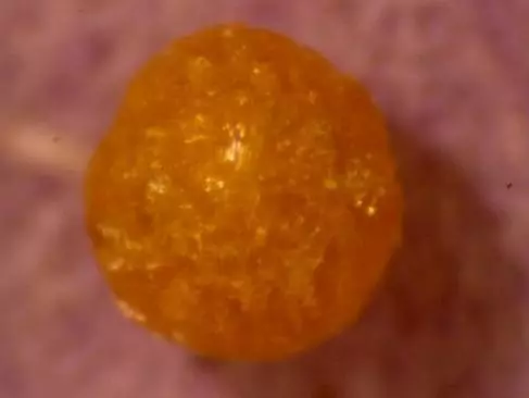 科學角度解釋:舍利子究竟是什麼?