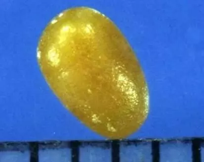 科學角度解釋:舍利子究竟是什麼?