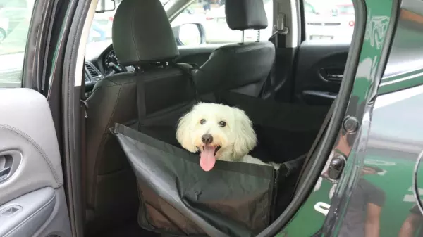 Grab宣布:在新加坡開通GrabPet,以後可以帶著愛犬、愛貓一起乘車外出!