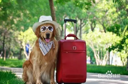 Grab宣布:在新加坡開通GrabPet,以後可以帶著愛犬、愛貓一起乘車外出!