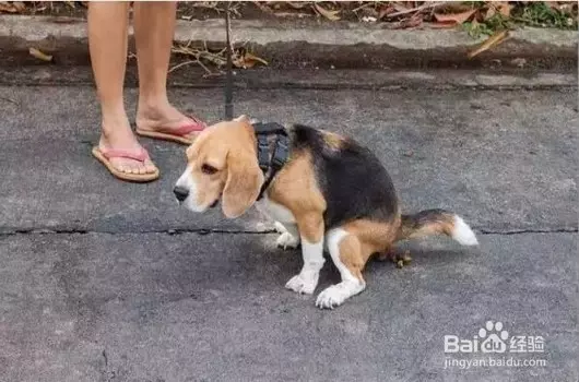 Grab宣布:在新加坡開通GrabPet,以後可以帶著愛犬、愛貓一起乘車外出!