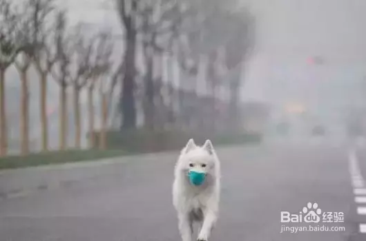 Grab宣布:在新加坡開通GrabPet,以後可以帶著愛犬、愛貓一起乘車外出!