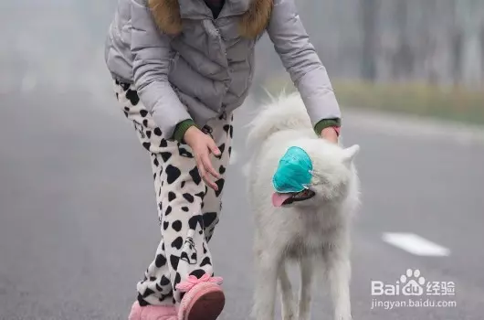 Grab宣布:在新加坡開通GrabPet,以後可以帶著愛犬、愛貓一起乘車外出!