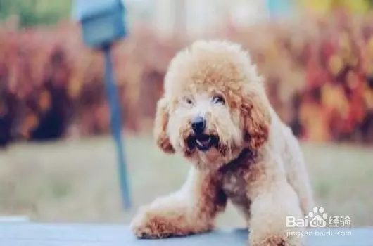 Grab宣布:在新加坡開通GrabPet,以後可以帶著愛犬、愛貓一起乘車外出!