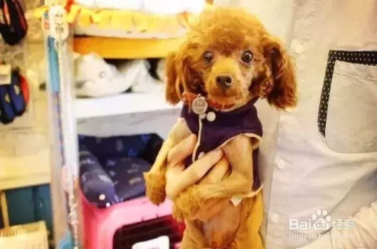 Grab宣布:在新加坡開通GrabPet,以後可以帶著愛犬、愛貓一起乘車外出!