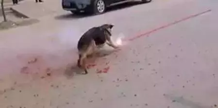 為了取樂,幾個孩子竟將點燃的炮竹塞到流浪狗的嘴裡
