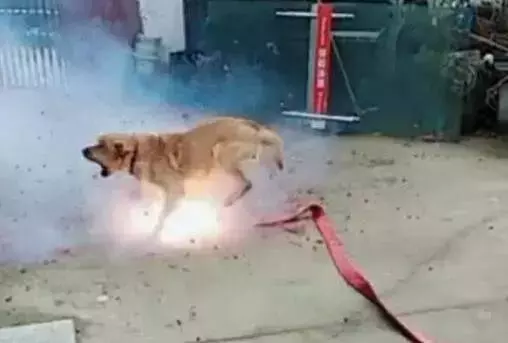 為了取樂,幾個孩子竟將點燃的炮竹塞到流浪狗的嘴裡