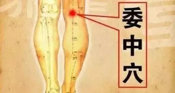 【每日一穴:委中穴】