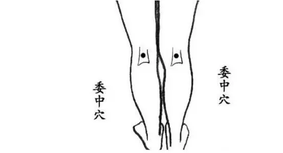 【每日一穴:委中穴】