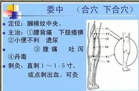 【每日一穴:委中穴】