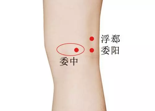 【每日一穴:委中穴】