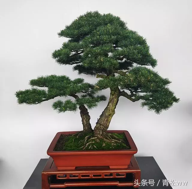 為什麼別人做得盆景,根盤那麼好?用對方法,你也可以擁有