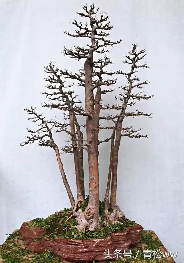 為什麼別人做得盆景,根盤那麼好?用對方法,你也可以擁有