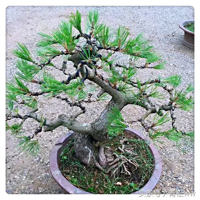 為什麼別人做得盆景,根盤那麼好?用對方法,你也可以擁有