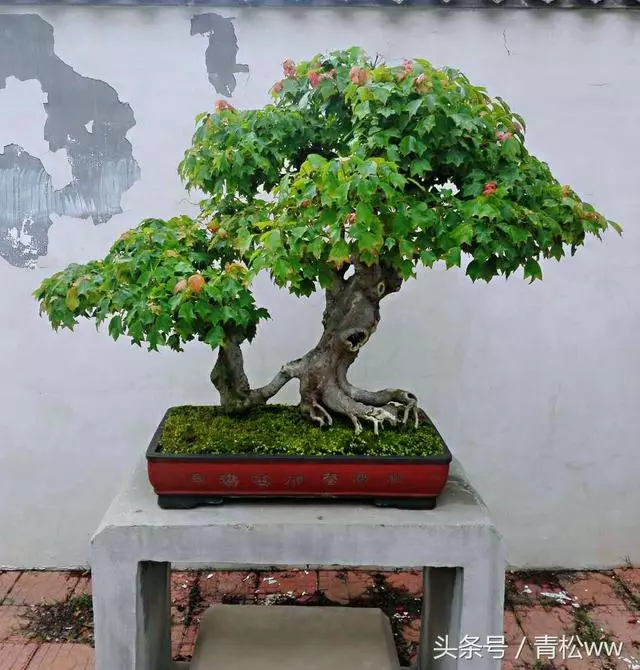 為什麼別人做得盆景,根盤那麼好?用對方法,你也可以擁有