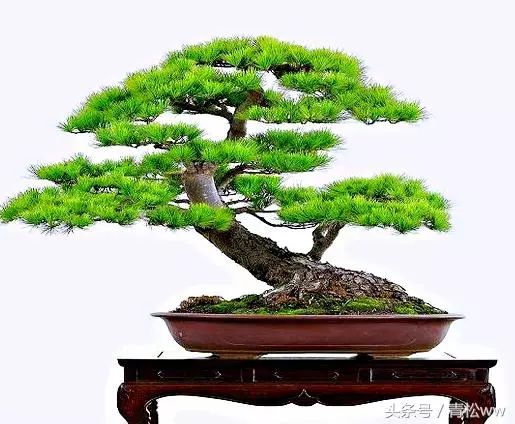 想要製作出精品黑松盆景,你必須要掌握的技法——疏葉切芽法