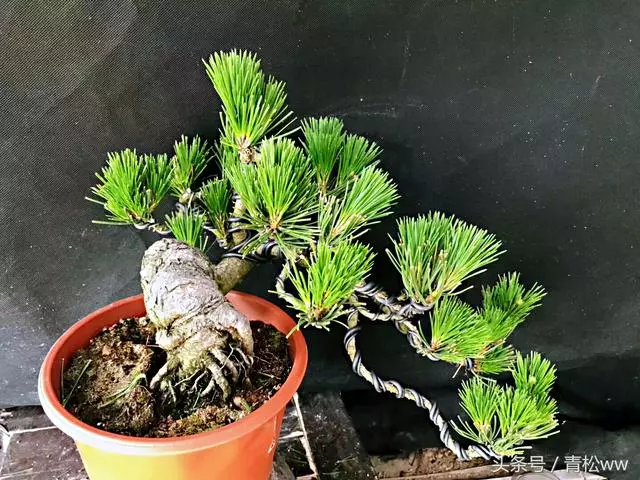 想要製作出精品黑松盆景,你必須要掌握的技法——疏葉切芽法