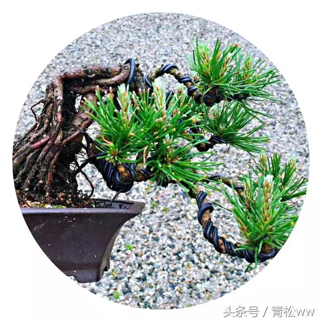 想要製作出精品黑松盆景,你必須要掌握的技法——疏葉切芽法