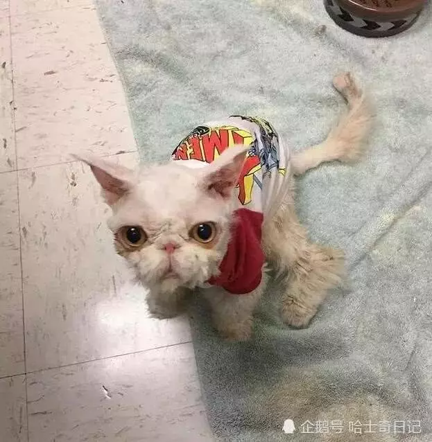 貓咪被丟棄後貓毛長到五斤重,剪完後認出品種,這回賺大了
