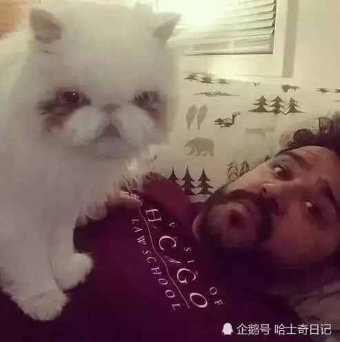 貓咪被丟棄後貓毛長到五斤重,剪完後認出品種,這回賺大了