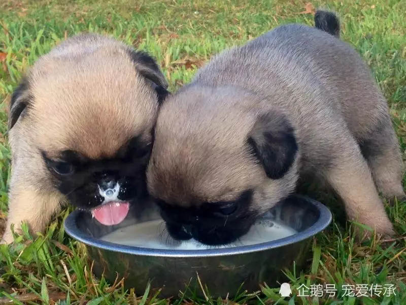 飼養小型犬的4個誤區,鏟屎官們都犯過,小則生病,大則要命