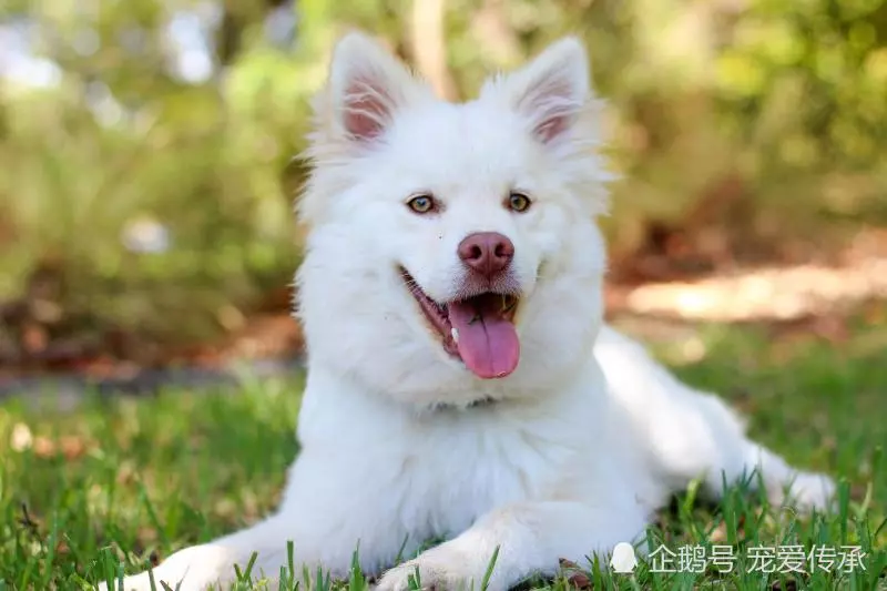 飼養小型犬的4個誤區,鏟屎官們都犯過,小則生病,大則要命