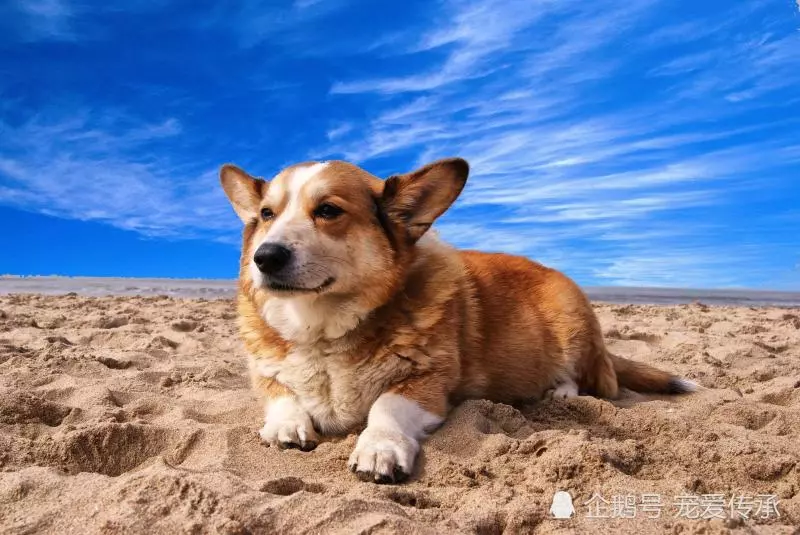 飼養小型犬的4個誤區,鏟屎官們都犯過,小則生病,大則要命