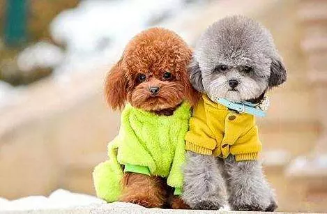 若你家貴賓犬處於7-15歲,請做好以下6件事,別讓自己遺憾一生!