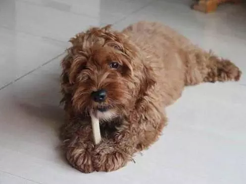 若你家貴賓犬處於7-15歲,請做好以下6件事,別讓自己遺憾一生!