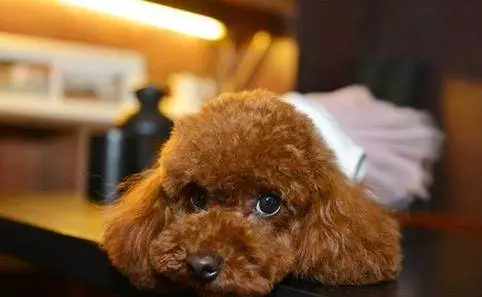若你家貴賓犬處於7-15歲,請做好以下6件事,別讓自己遺憾一生!