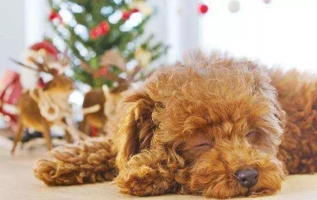 若你家貴賓犬處於7-15歲,請做好以下6件事,別讓自己遺憾一生!