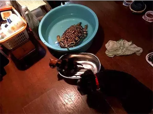 收養可憐三花貓後,烏龜照看小貓長大,成為形影不離的家人!