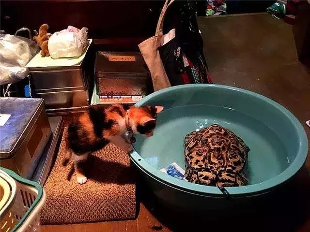收養可憐三花貓後,烏龜照看小貓長大,成為形影不離的家人!