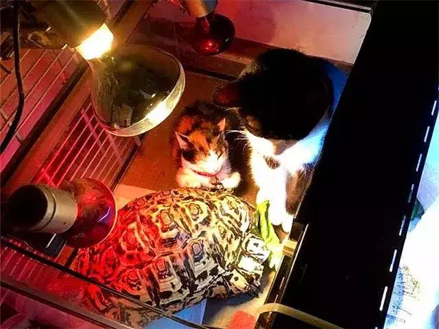 收養可憐三花貓後,烏龜照看小貓長大,成為形影不離的家人!