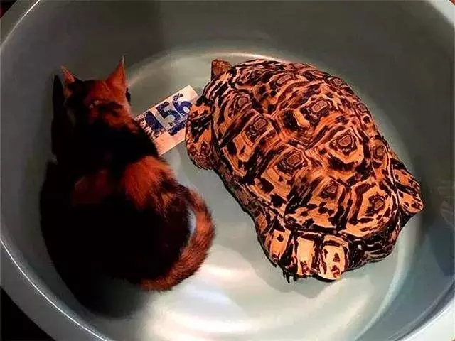 收養可憐三花貓後,烏龜照看小貓長大,成為形影不離的家人!