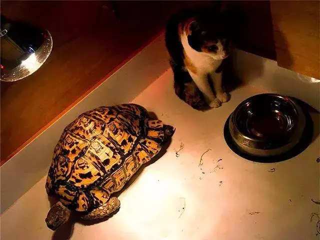 收養可憐三花貓後,烏龜照看小貓長大,成為形影不離的家人!