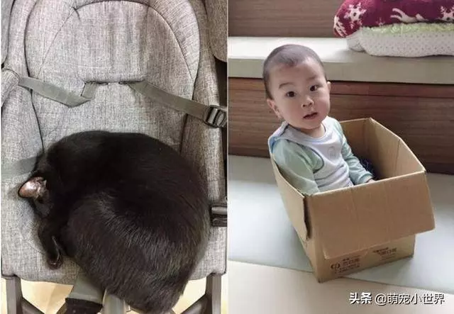 2歲孩子埋頭狂聞黑貓味,吸完還露出滿足表情傻笑把家人笑壞