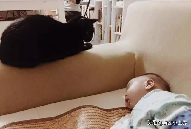 2歲孩子埋頭狂聞黑貓味,吸完還露出滿足表情傻笑把家人笑壞
