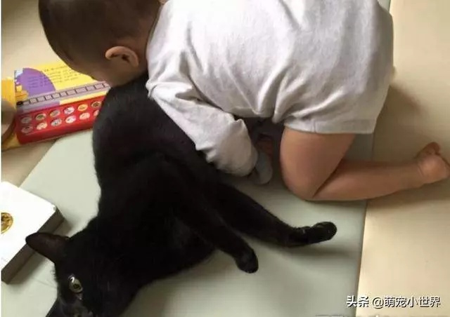 2歲孩子埋頭狂聞黑貓味,吸完還露出滿足表情傻笑把家人笑壞