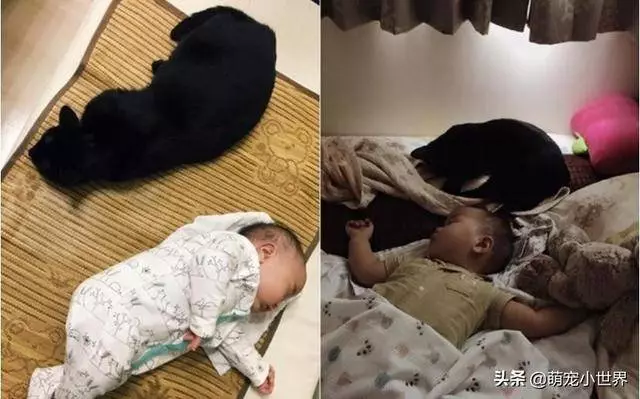 2歲孩子埋頭狂聞黑貓味,吸完還露出滿足表情傻笑把家人笑壞