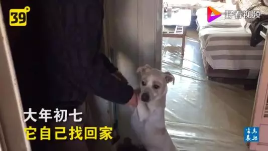 小狗被鞭炮嚇到走失 半月後帶著縫合好的傷口從4公里外找回家