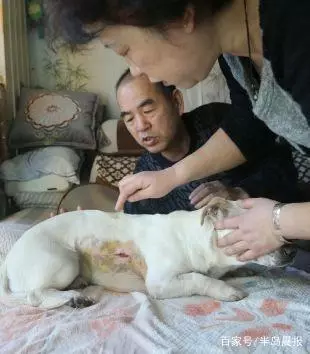 小狗被鞭炮嚇到走失 半月後帶著縫合好的傷口從4公里外找回家