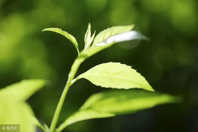 陌生人說是我同父異母的親哥哥,父親大怒,母親拿兩千元給他