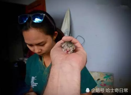 女子發現的野貓幼崽,竟是瀕危物種,最大愛好下水捕魚!