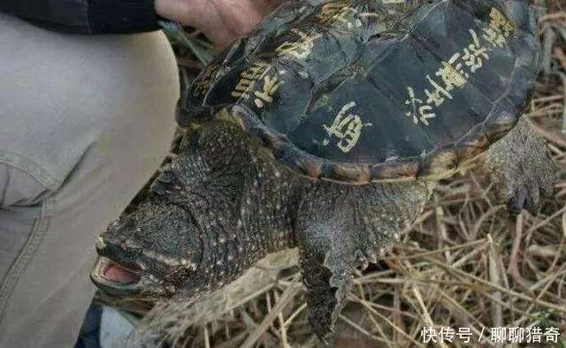 小伙河邊釣上「佛龜」,要放生時被老人攔住,原來真實身份不一般 !