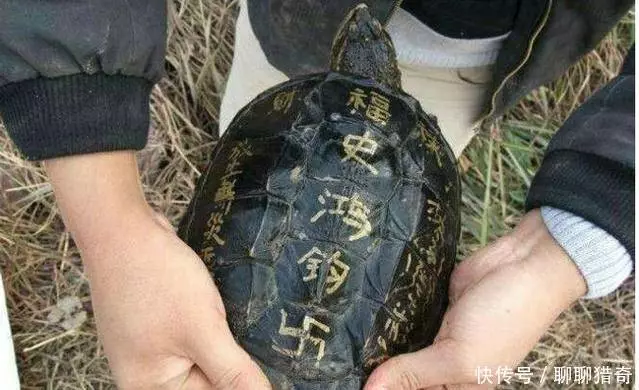 小伙河邊釣上「佛龜」,要放生時被老人攔住,原來真實身份不一般 !