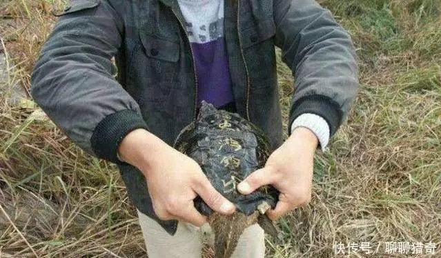 小伙河邊釣上「佛龜」,要放生時被老人攔住,原來真實身份不一般 !