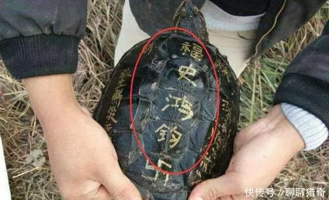 小伙河邊釣上「佛龜」,要放生時被老人攔住,原來真實身份不一般 !
