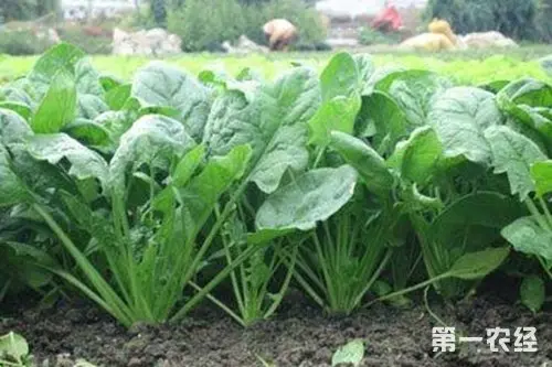 蔬菜種植時間表,自己種菜安全健康!(太全了,必須收藏!) -