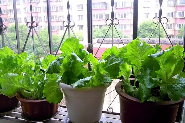 蔬菜種植時間表,自己種菜安全健康!(太全了,必須收藏!) -